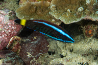 Pseudodax moluccanus (Chiseltooth Wrasse)