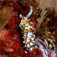 Caloria indica (Indian Caloria)