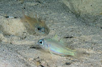 Pristiapogon kallopterus (Iridescent Cardinalfish)