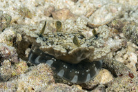 Cassiopea andromeda (Upside-Down Jelly)