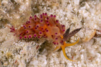 Favorinus mirabilis (Wonderful Favorinus)