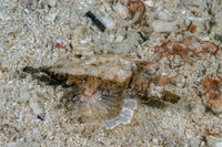 Eurypegasus draconis (Dragon Sea Moth)