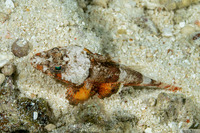 Onigocia spinosa (Spiny Flathead)