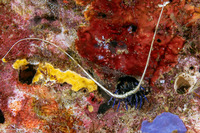 Panulirus versicolor (Painted Spiny Lobster)