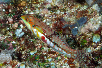 Halichoeres nebulosus (Nebulous Wrasse)