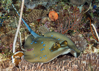 Neotrygon kuhlii (Blue-Spotted Stingray)