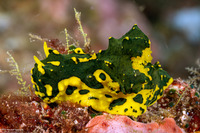 Notodoris gardineri (Gardiner's Banana Nudibranch)
