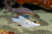 Scolopsis bilineata (Bridled Monocle Bream)