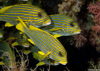 Plectorhinchus polytaenia (Ribbon Sweetlips)
