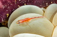 Pleurosicya micheli (Stonycoral Ghostgoby)