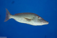 Lethrinus olivaceus (Longface Emperor)