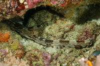 Hemiscyllium freycineti (Raja Epaulette Shark)