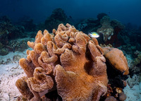 Sarcophyton trocheliophorum (Elephant Ear Coral)
