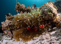 Amphiprion biaculeatus (Spinecheek Anemonefish)