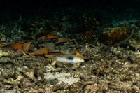 Halichoeres chloropterus (Pastel-Green Wrasse)