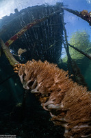 Xenia sansibariana (Xenia Sansibariana)