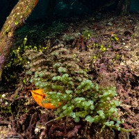 Caulerpa racemosa (Sea Grapes)