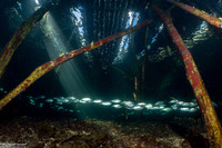 Selar boops (Oxeye Scad)