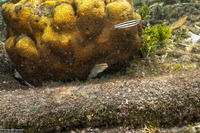 Amblygobius decussatus (Orange-Striped Goby)