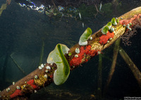 Didemnum molle (Urn Ascidian)