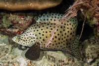 Cromileptes altivelis (Barramundi)