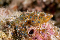 Hapalochlaena lunulata (Blue-Ringed Octopus)
