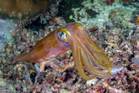 Sepioteuthis lessoniana (Bigfin Reef Squid)