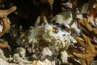 Sepia bandensis (Dwarf Cuttlefish)