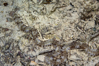 Euapta godeffroyi (Lion's Paw Sea Cucumber)