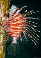 Pterois antennata (Spotfin Lionfish)