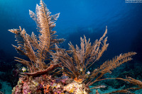 Pachyrhynchia cuppressina (Stinging Hydroid)