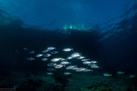 Rastrelliger kanagurta (Long-Jawed Mackerel)