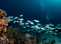 Caesio cuning (Yellowtail Fusilier)