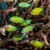 Chromis viridis (Blue-Green Chromis)