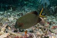 Siganus punctatissimus (Fine-Spotted Rabbitfish)