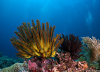 Anneissia bennetti (Bennett's Feather Star)