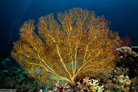 Subergorgia sp.1 (Subergorgia)