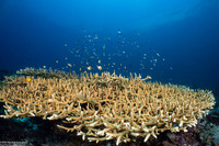 Acropora muricata (Common Staghorn Coral)