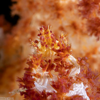 Hoplophrys oatesii (Soft Coral Crab)