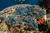 Sigillina signifera (Sigillina Signifera)