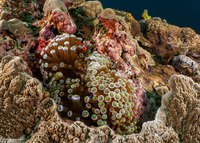 Entacmaea quadricolor (Bubble-Tip Anemone)