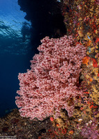 Siphonogorgia sp.2 (Siphonogorgia sp.2)