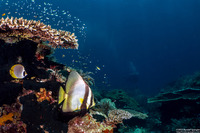 Platax pinnatus (Pinnate Spadefish)