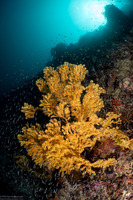 Menella sp.2 (Menella sp.2)