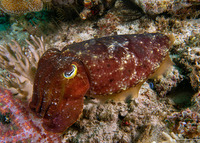 Sepia latimanus (Broadclub Cuttlefish)