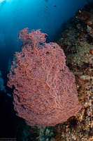 Muricella plectana (Muricella Plectana)