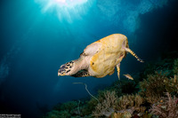Eretmochelys imbricata (Hawksbill Turtle)