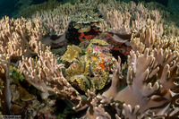 Tridacna squamosa (Fluted Giant Clam)
