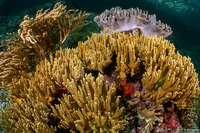 Paralemnalia thyrsoides (Paralemnalia Thyrsoides)