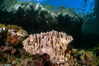 Sinularia sp.1 (Leather Coral)